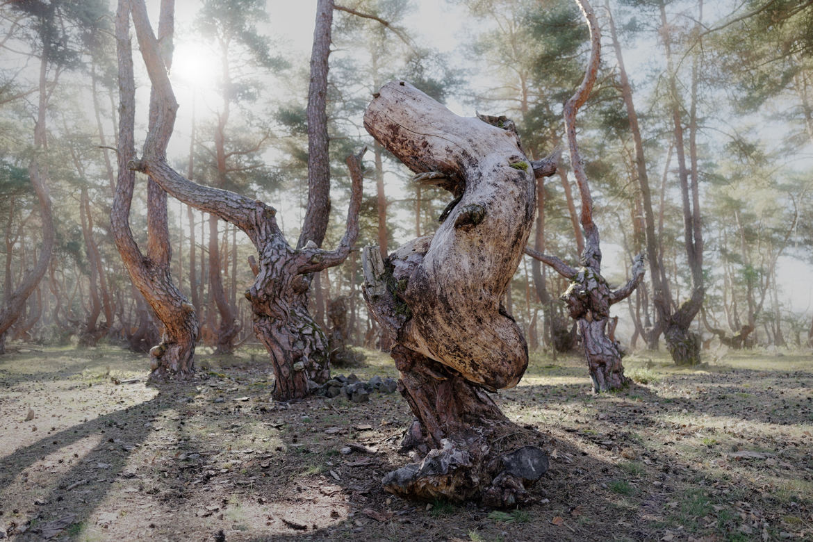 Les pins torturés