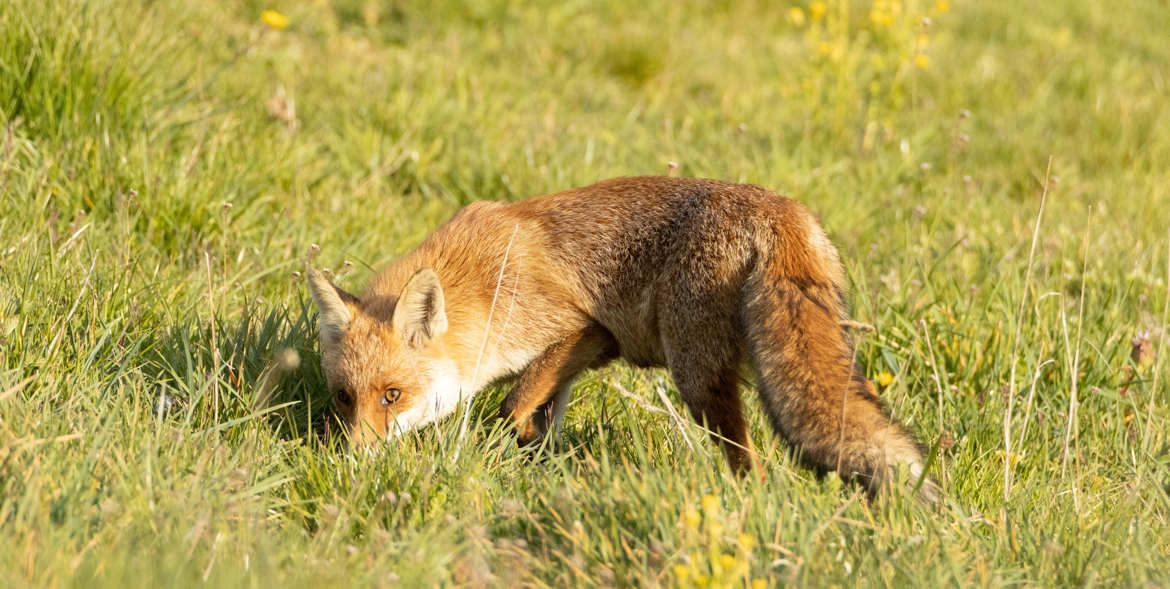 renard