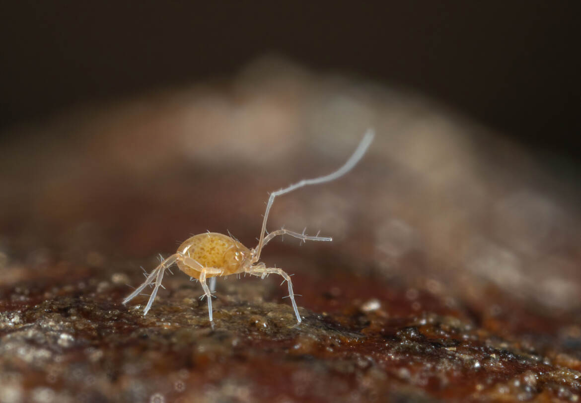 Le Linopode a perdu une patte!