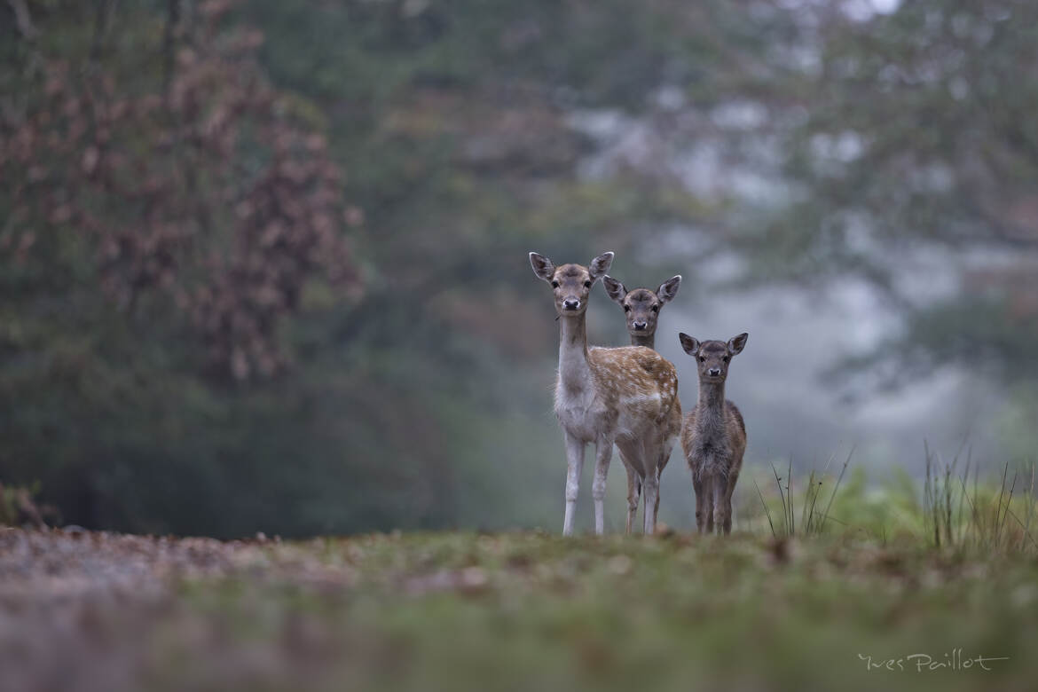 Les 3 frères