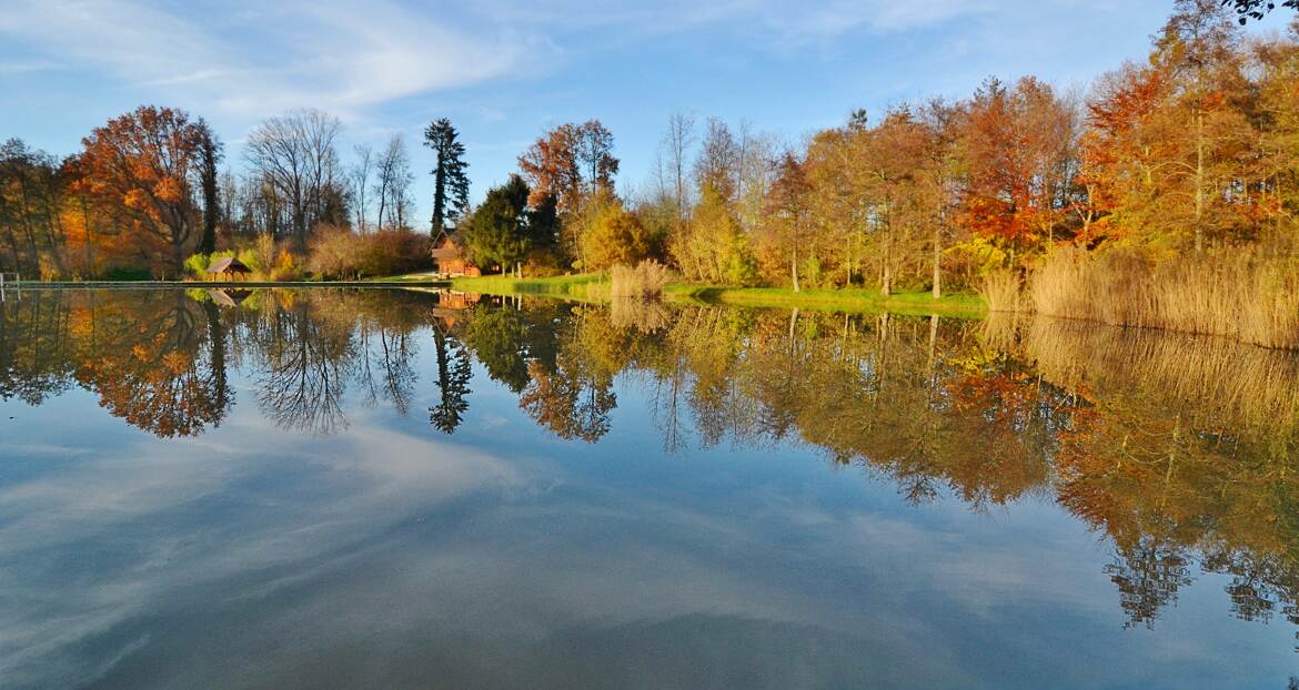 Reflets dans l'étang.