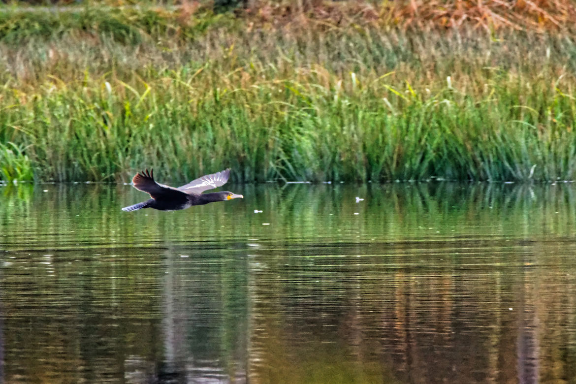 cormorant