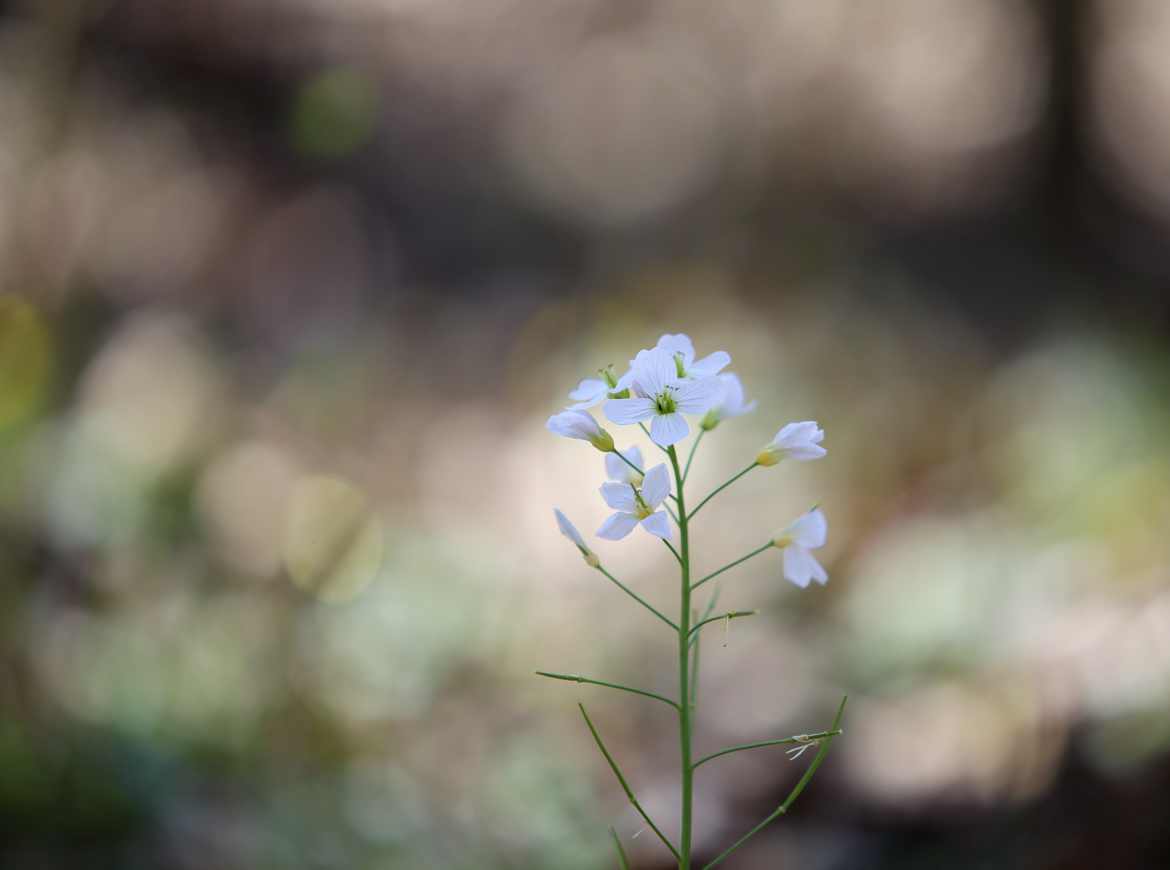 juste une fleur