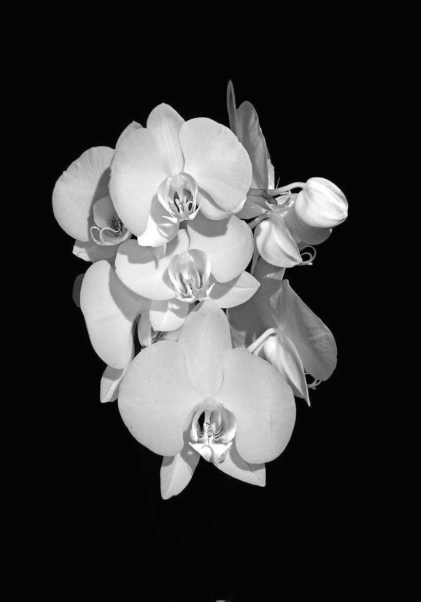 Le Phaloenopsis