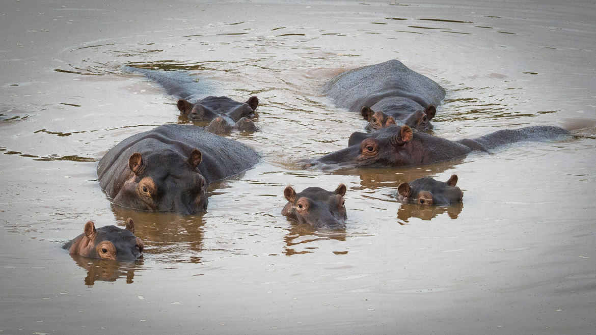 La famille hippo