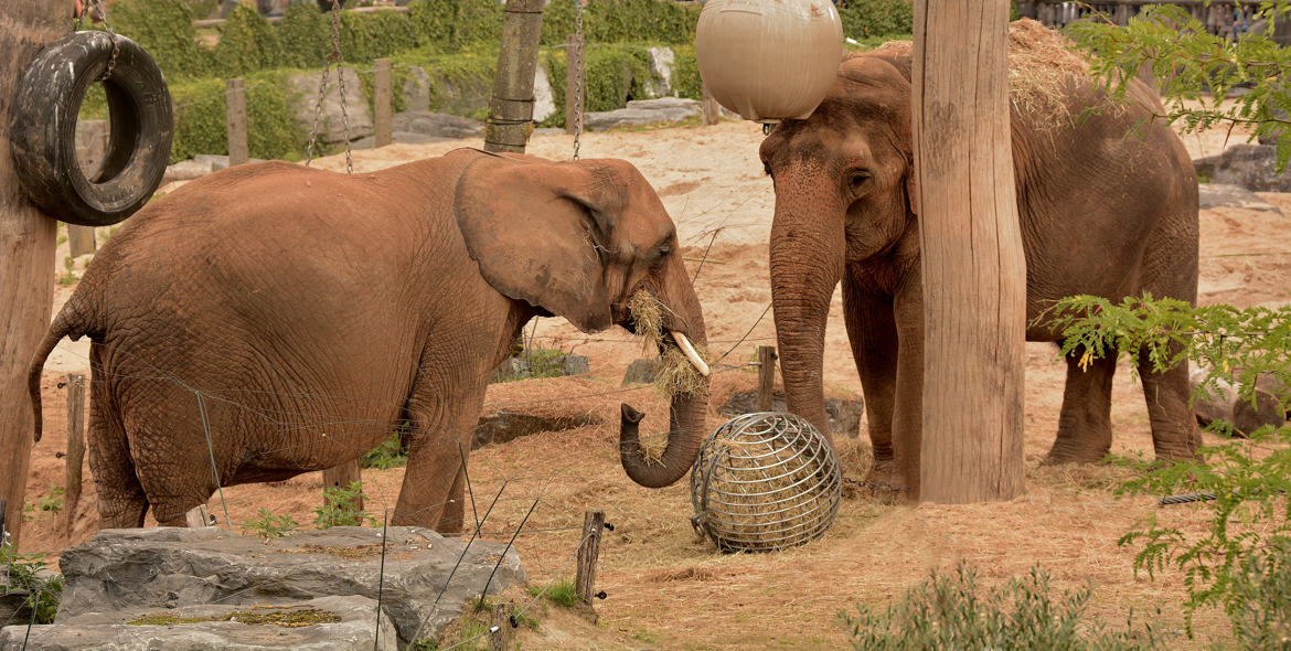 Match de foot entre pachyderme