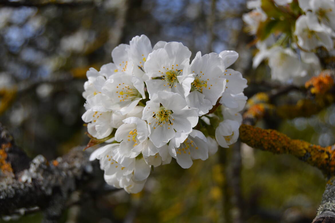 Bouquet de printemps