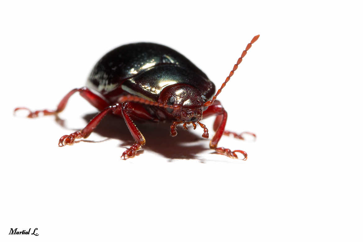 Petit scarabée