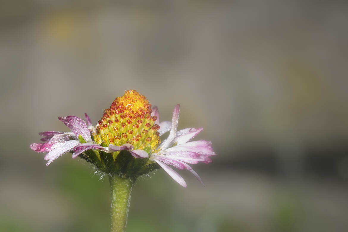 Les prémices du printemps