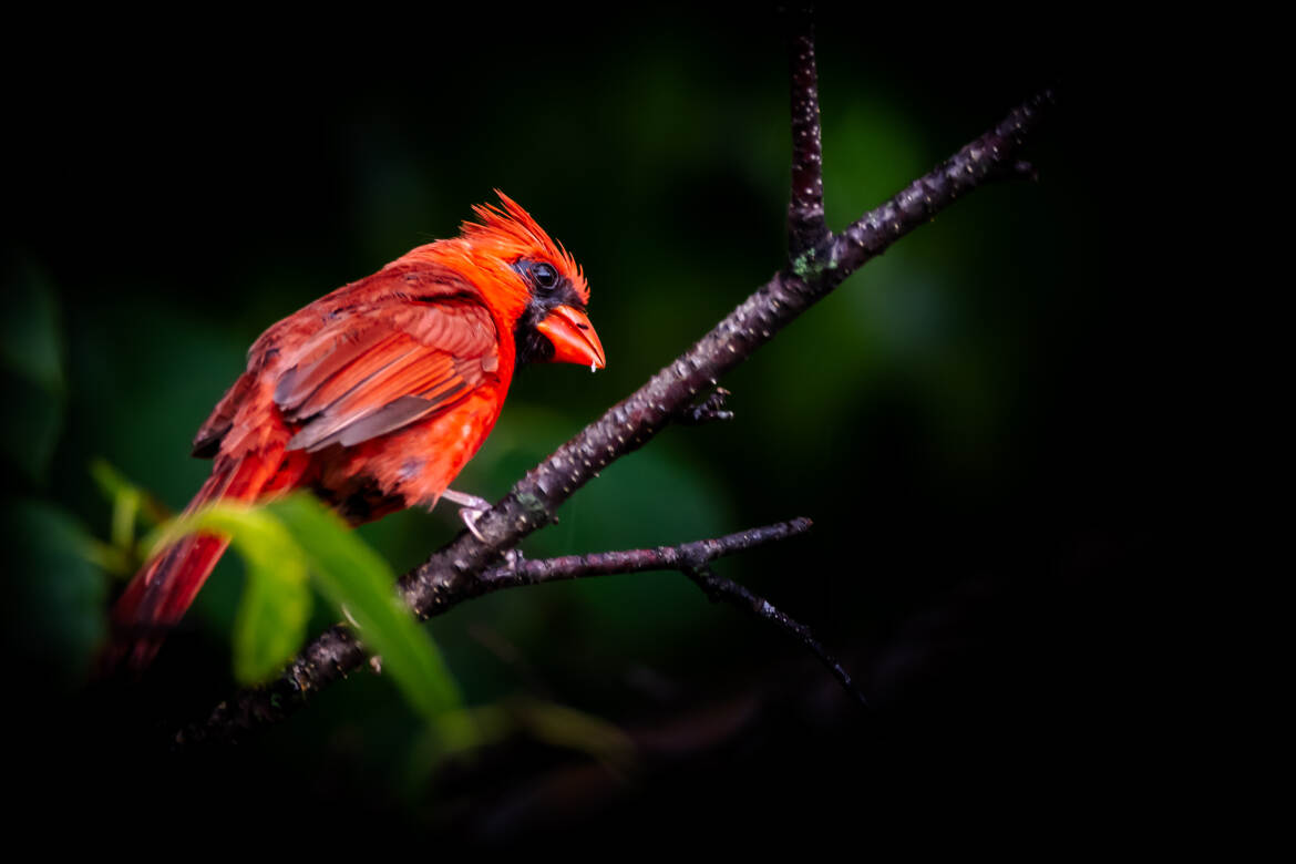 M. Cardinal après la pluie