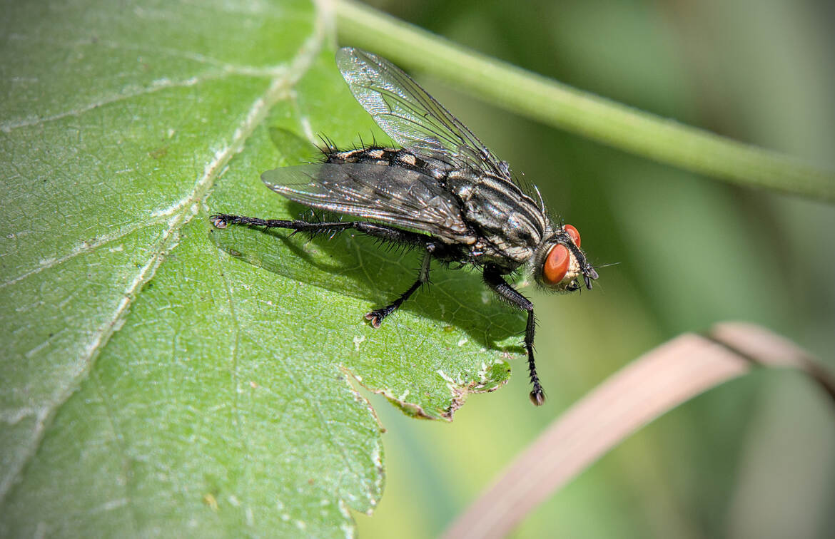 Mouche à damier