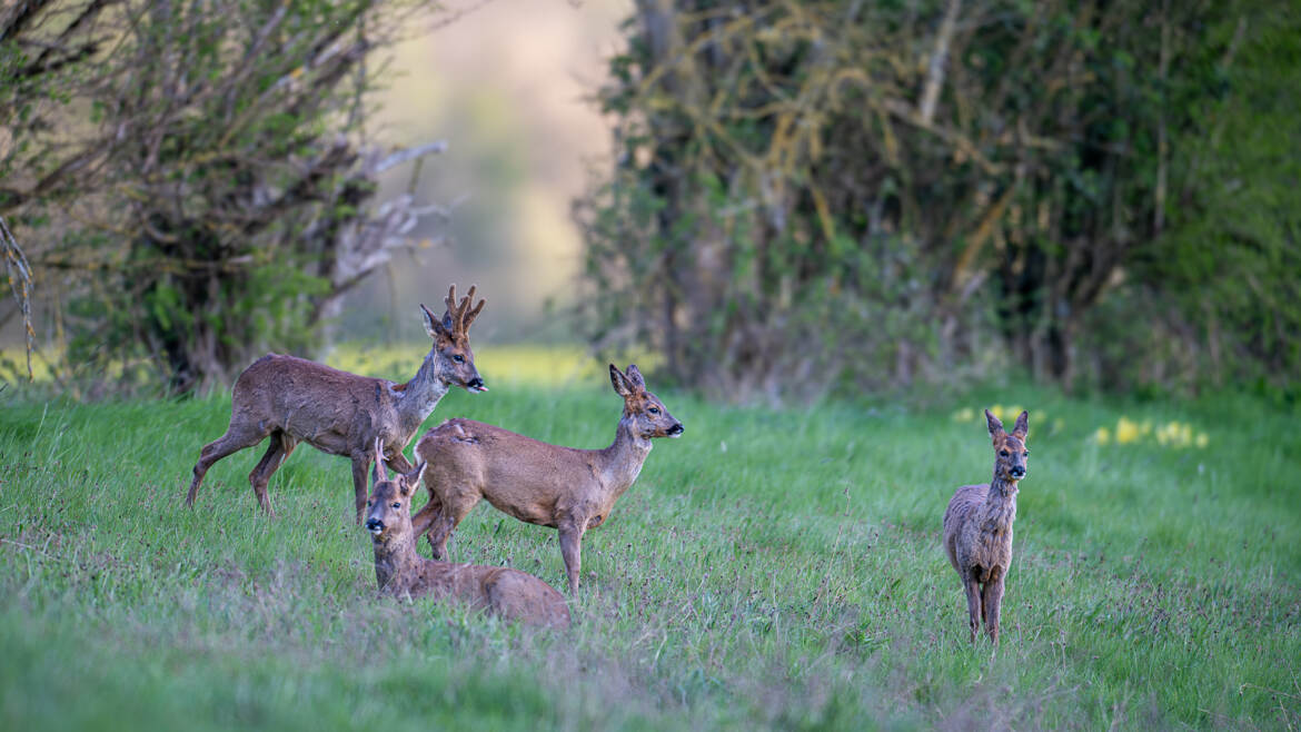 Petite harde en fin de journée
