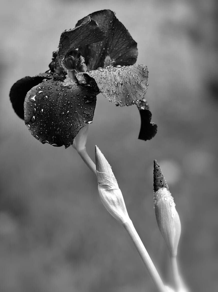 Nature monochrome (18)
