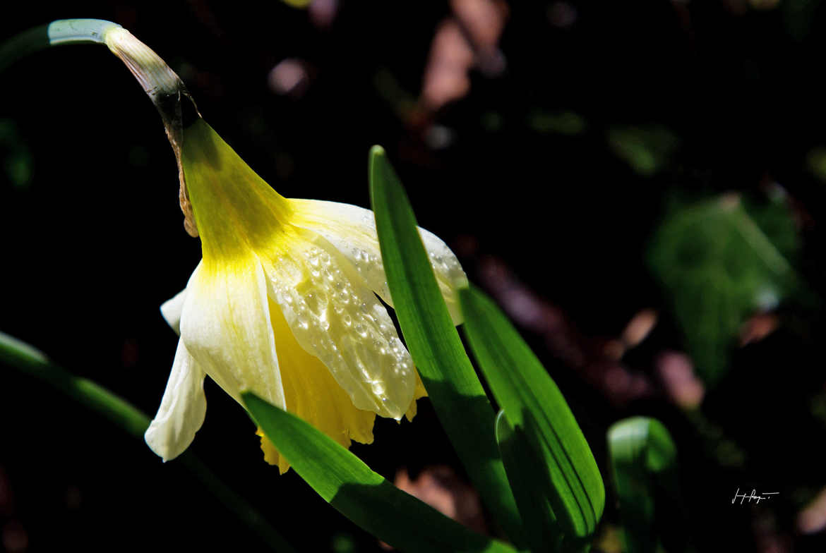 ...Aux dernières jonquilles...