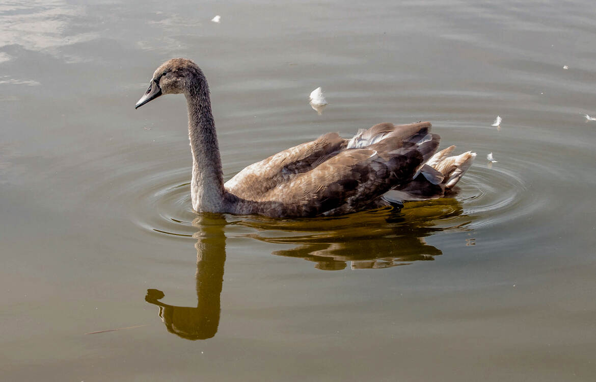 Un beau Cygneau
