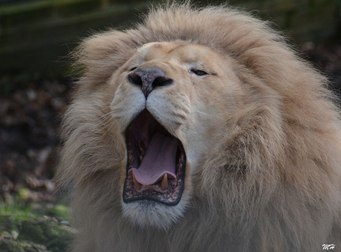 Trop fatigué