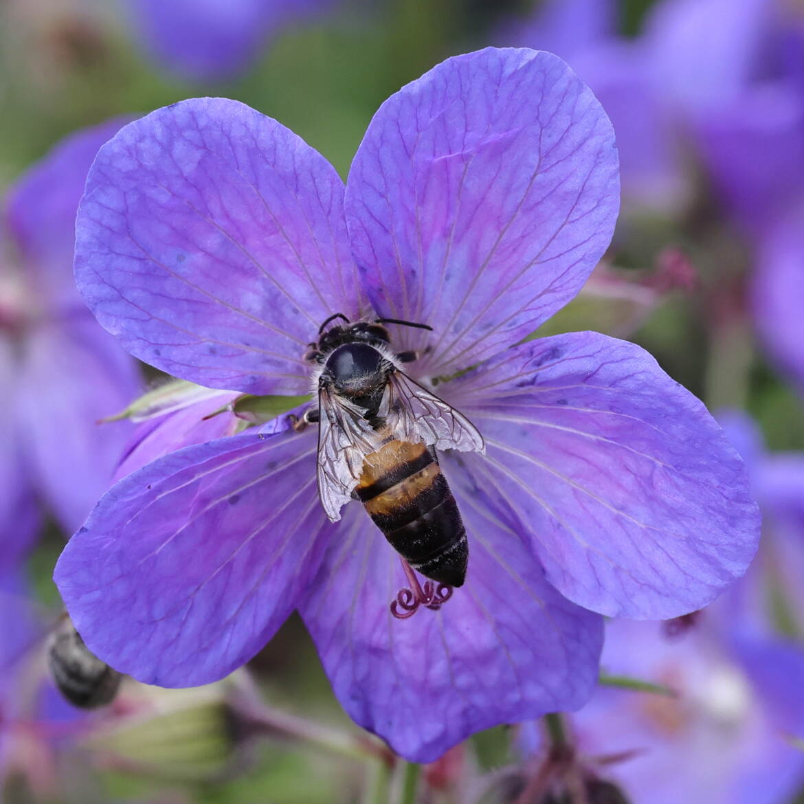 Abeille dans fleur violette