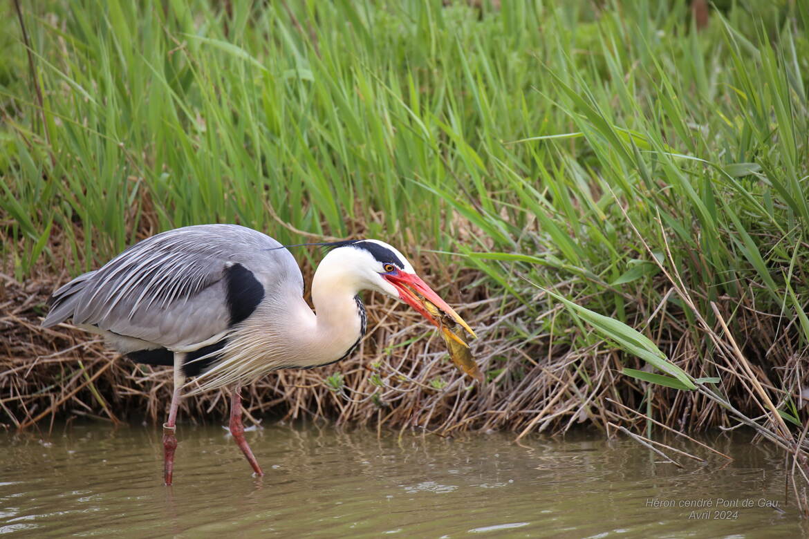 Poissons et crustacés, demeurez bien cachés.