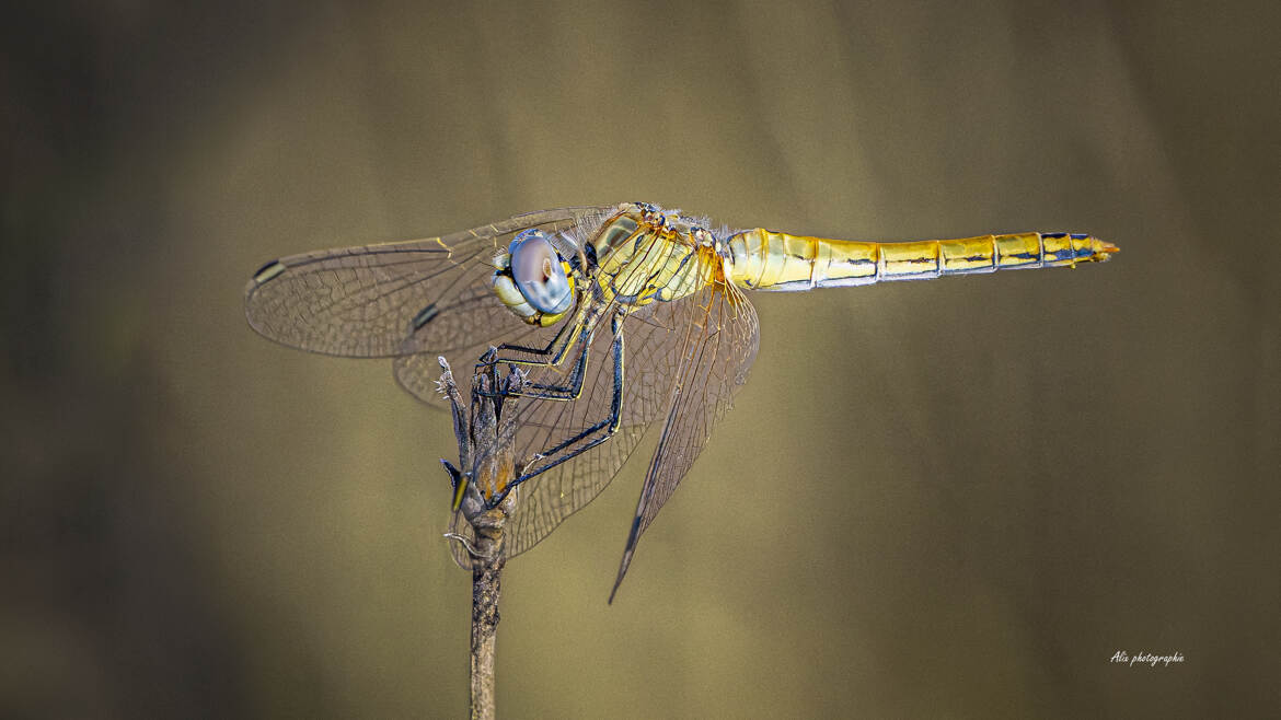 femelle Sympetrum de Fonscolombe