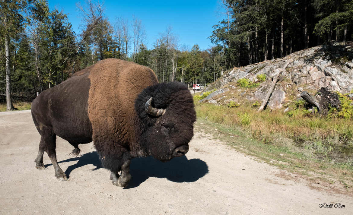 Bison d'Amérique