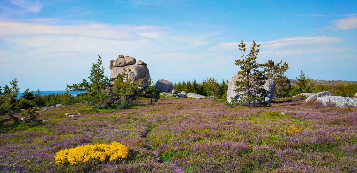 Paysage de Margeride II