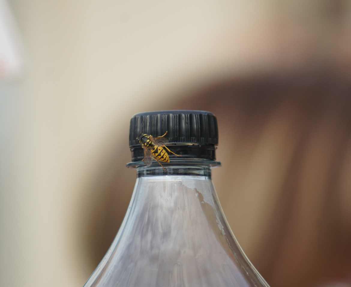 Wasp want to drink