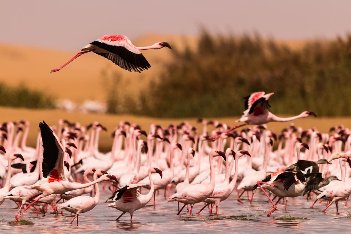 Flamant Rose