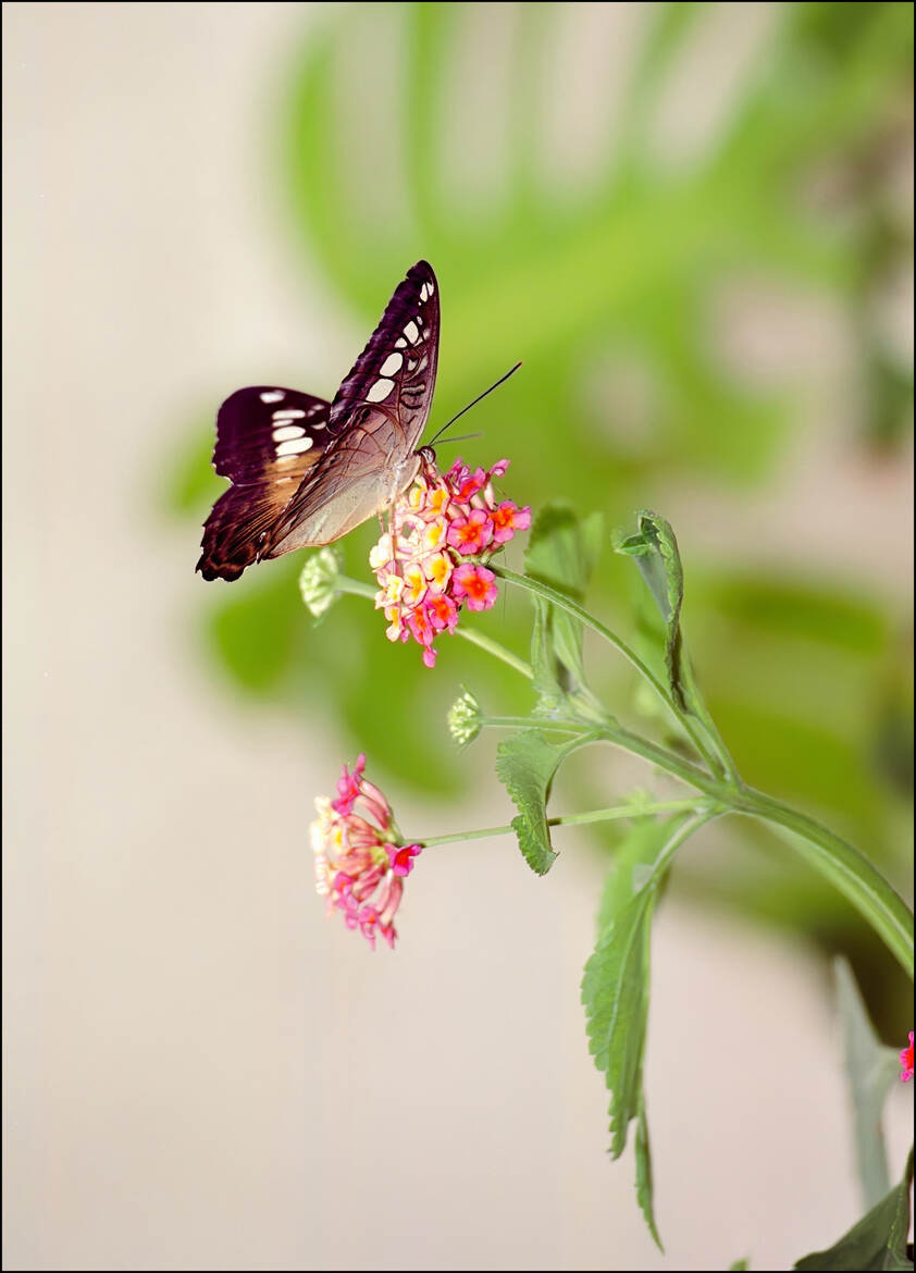 Papillon argentique