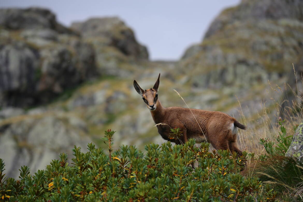 Je t'observe de loin et parfois de près.