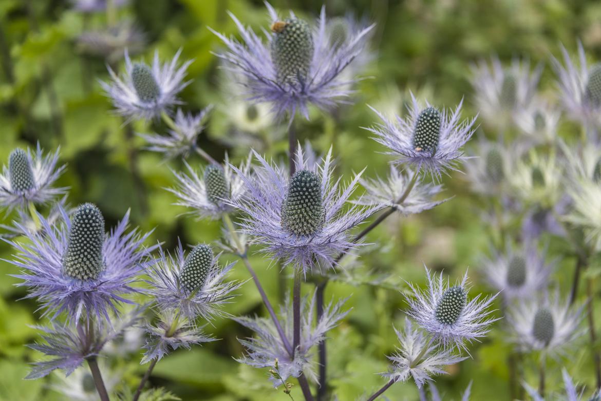 Mont Cenis et jardin alpeste