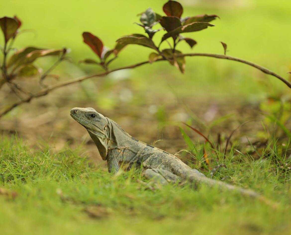 Un iguane