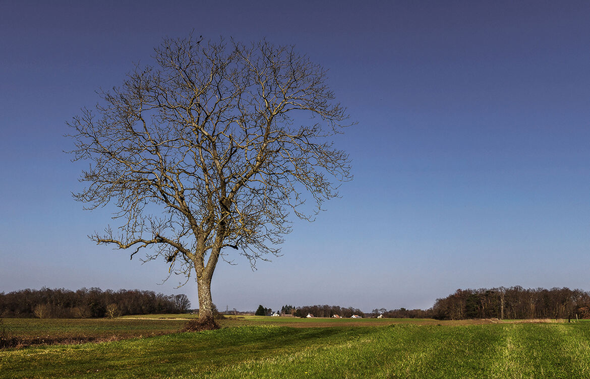 Auprès de mon arbre
