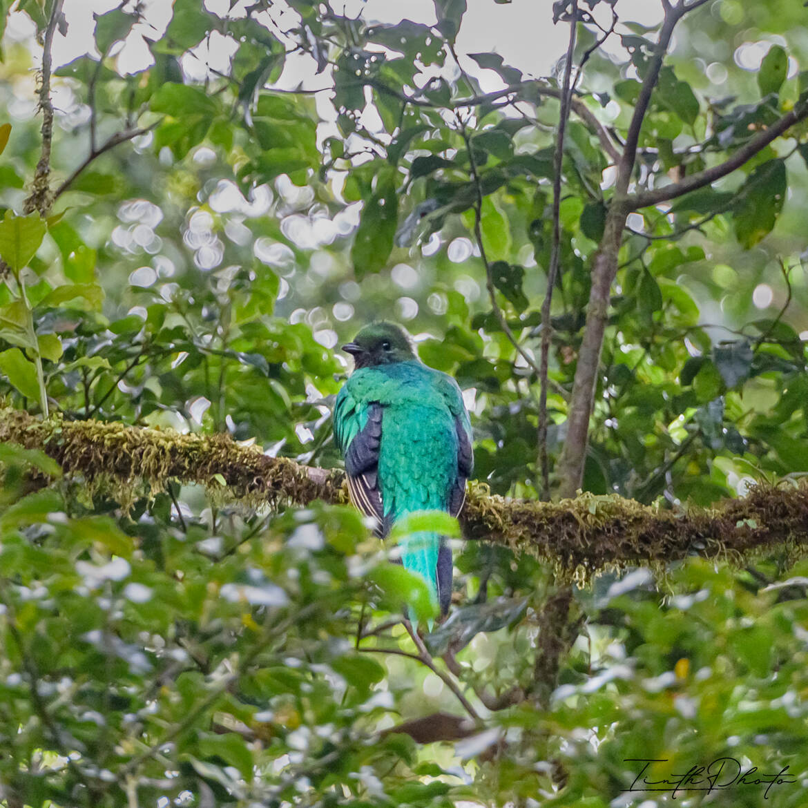 quetzal Resplandissant