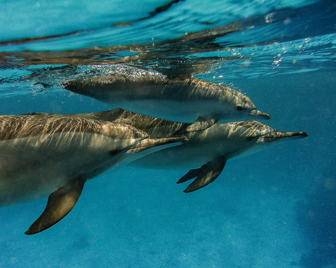 une famille de dauphins