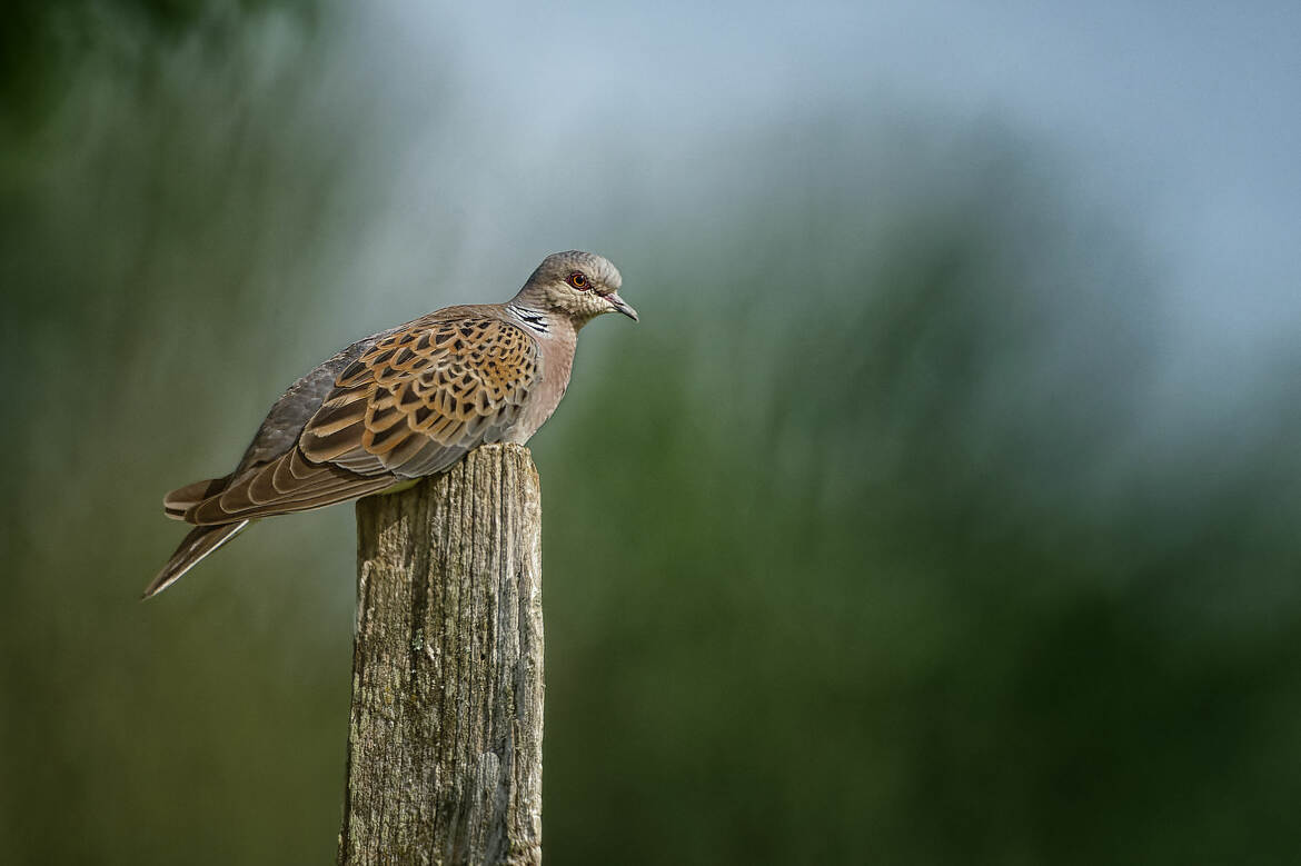 Tourterelle des bois