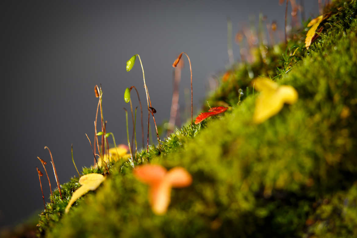 Mousse des sous bois