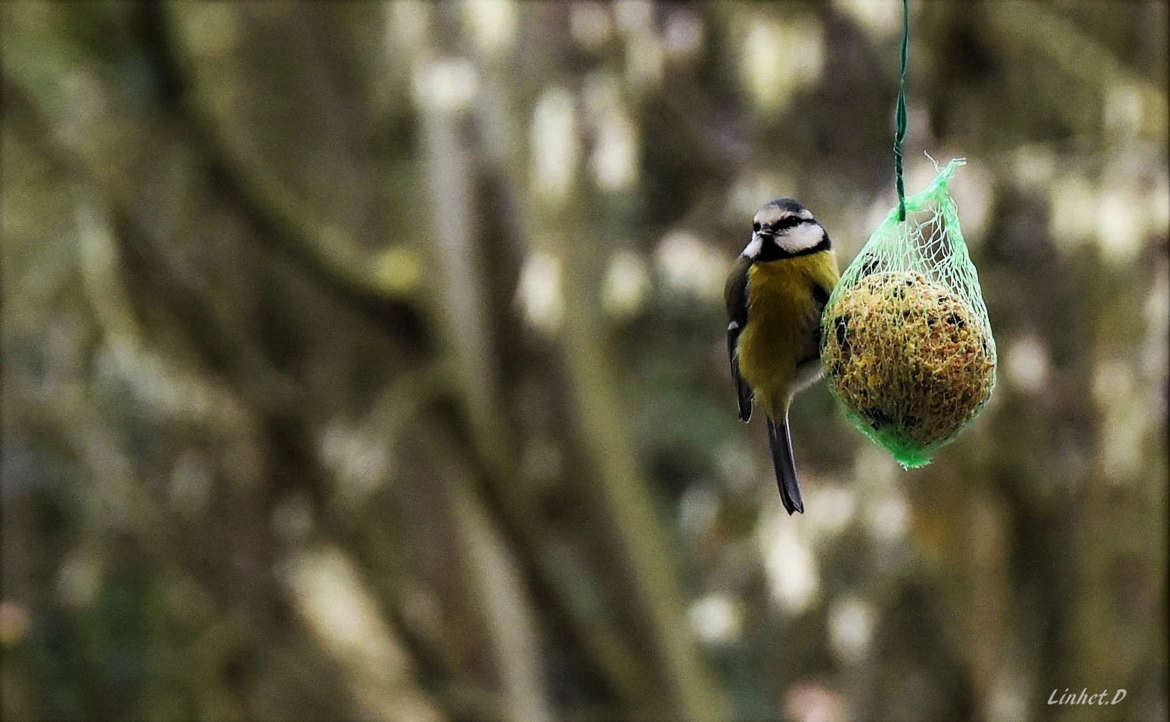 mésange  charbonnière 2