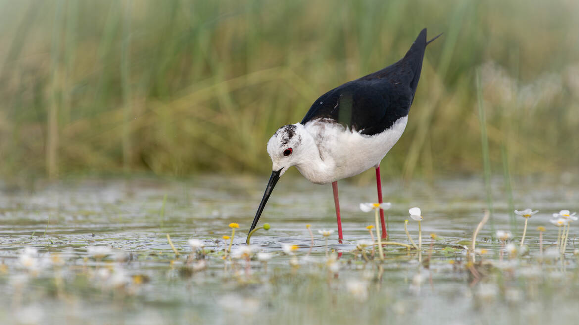 Dans les renoncules en fleurs
