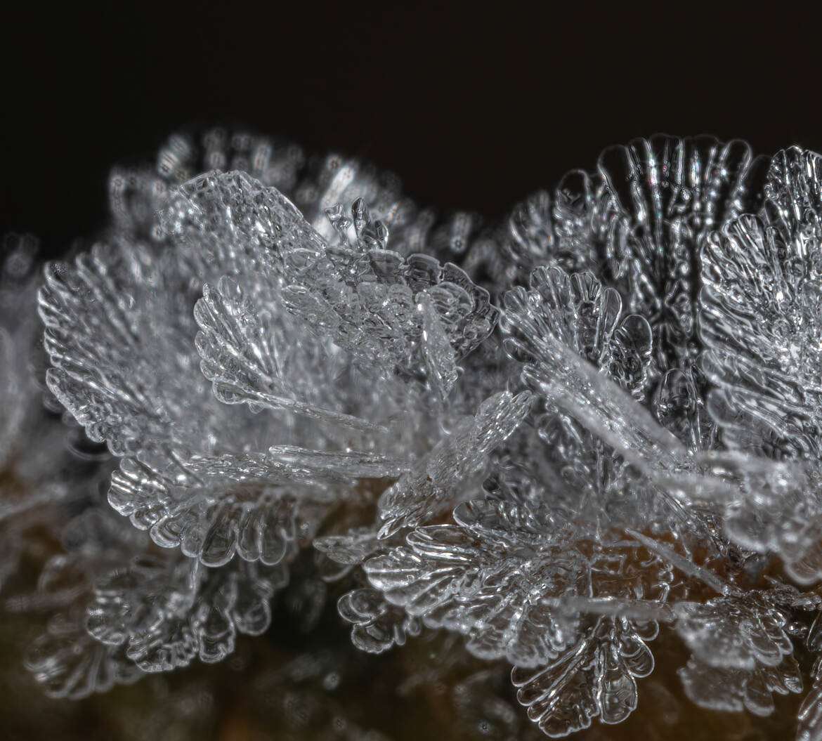 Feuilles de glace