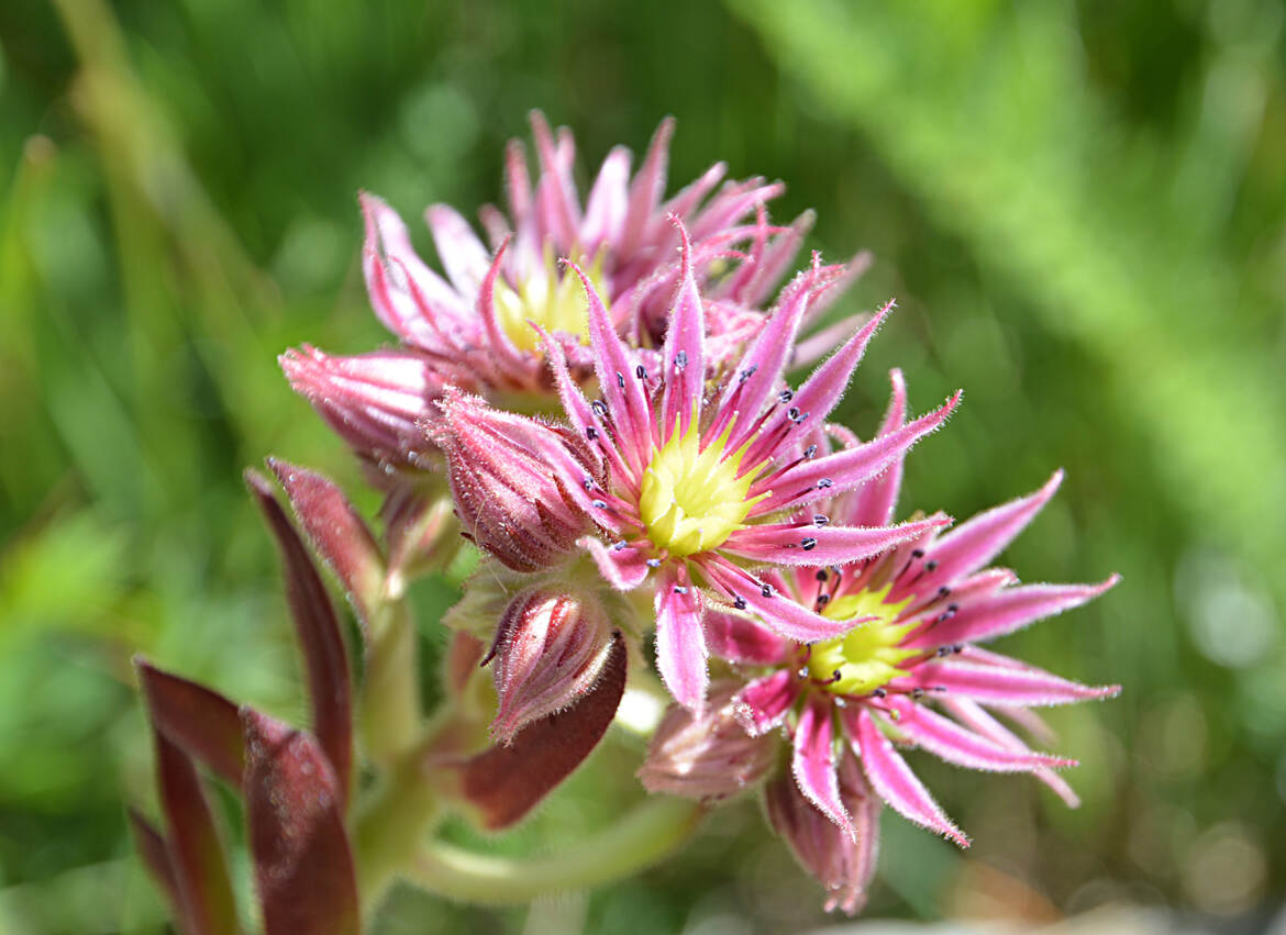 Fleurs de joubarde (2)