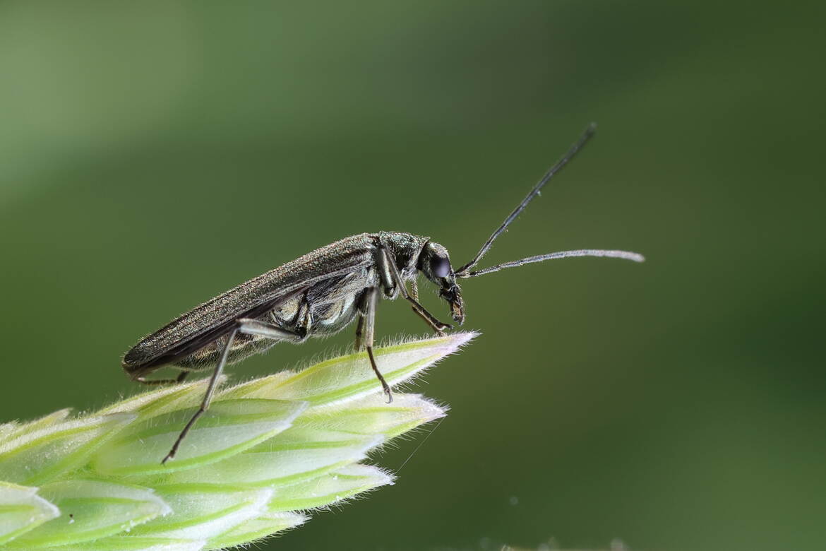 Oedemerinae