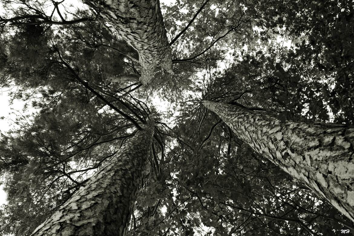 Ces Géants qui côtoient les étoiles