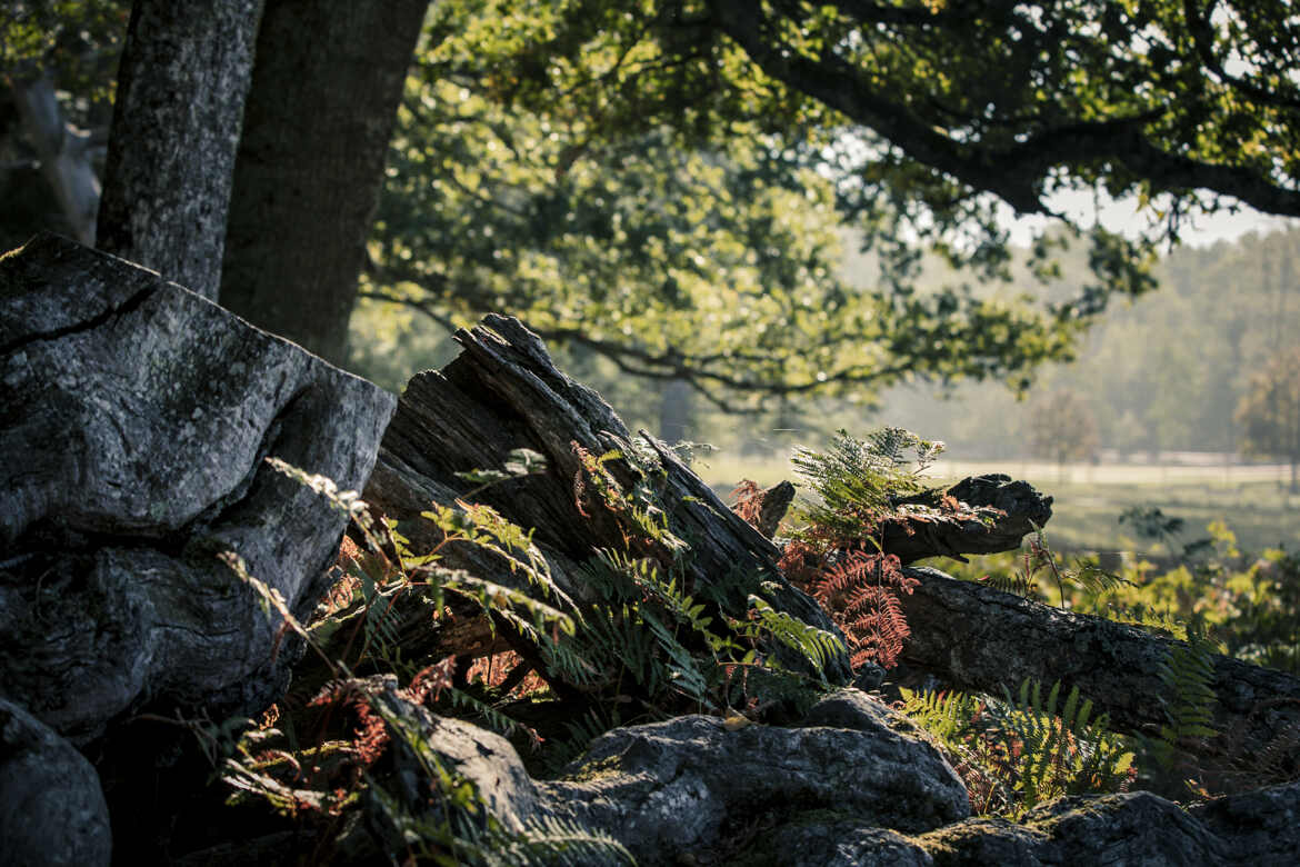 Nature, couleurs, lumière