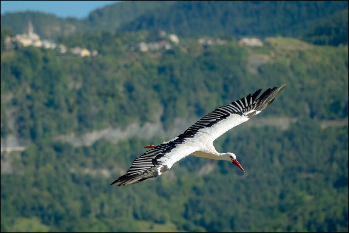 le vol de la cigogne