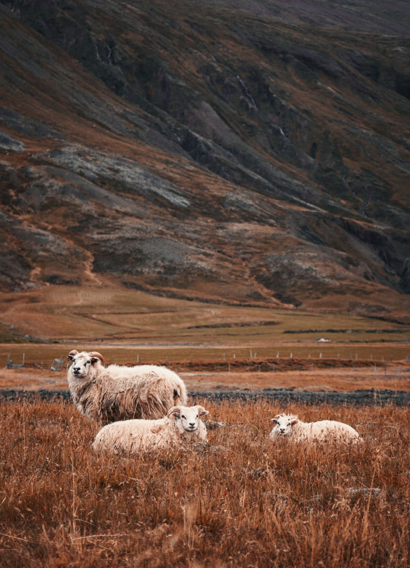 Nordic Sheeps