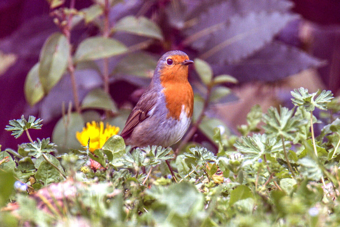 Renouveau au jardin ...