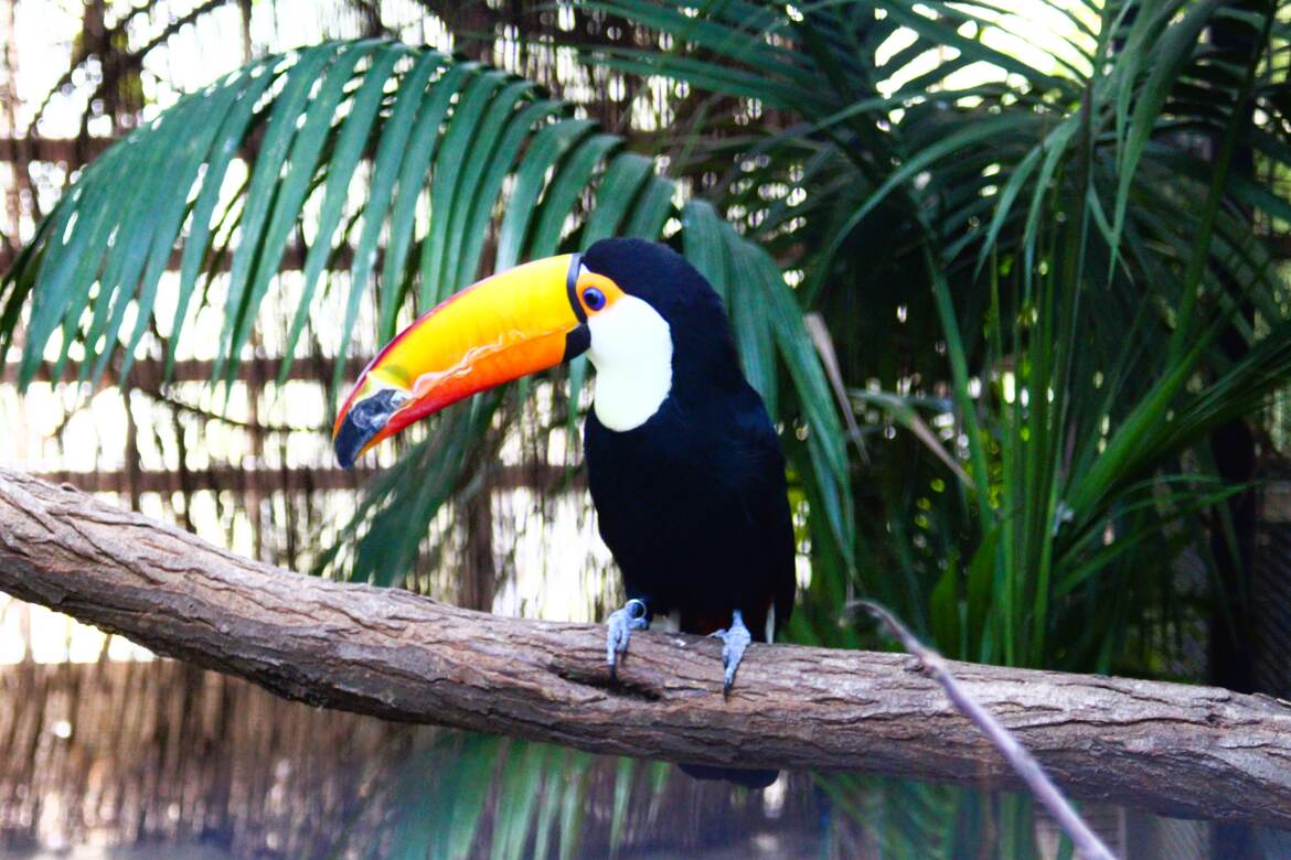 Un Toucan Toco