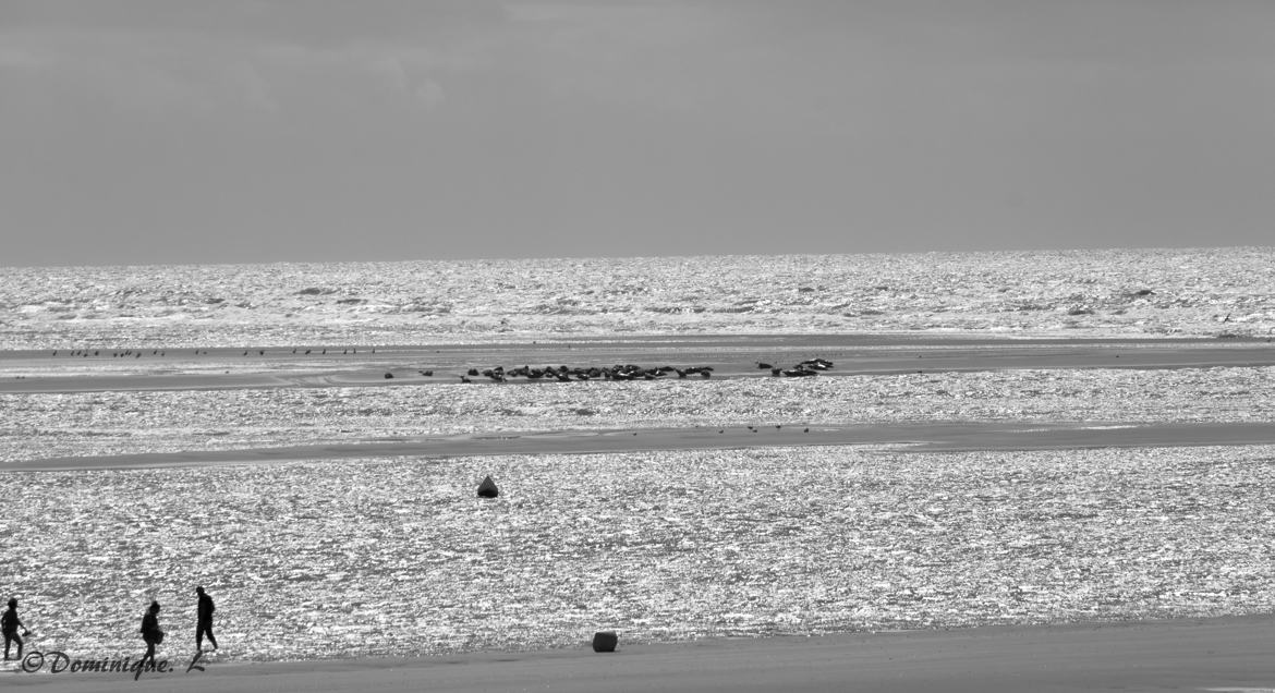 Banc de phoque à Marées basse