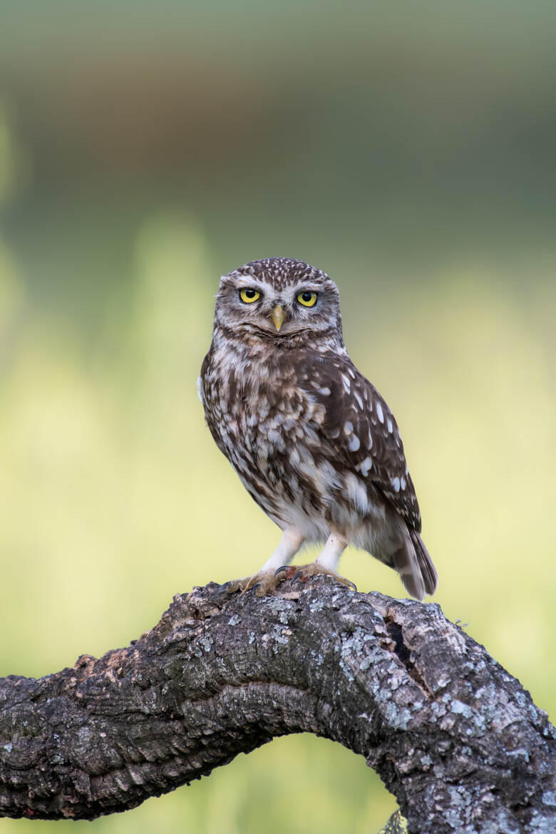 Un réveil difficile ...