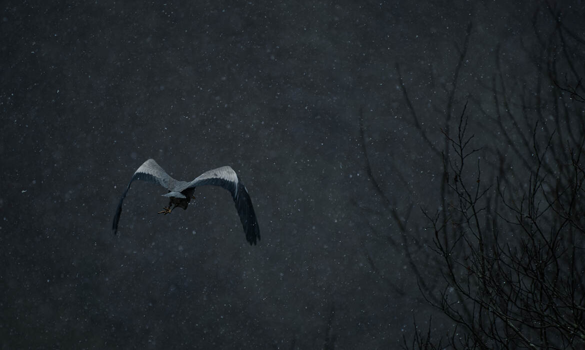 Oiseau dans les ténèbres